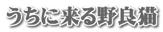 うちに来る野良猫